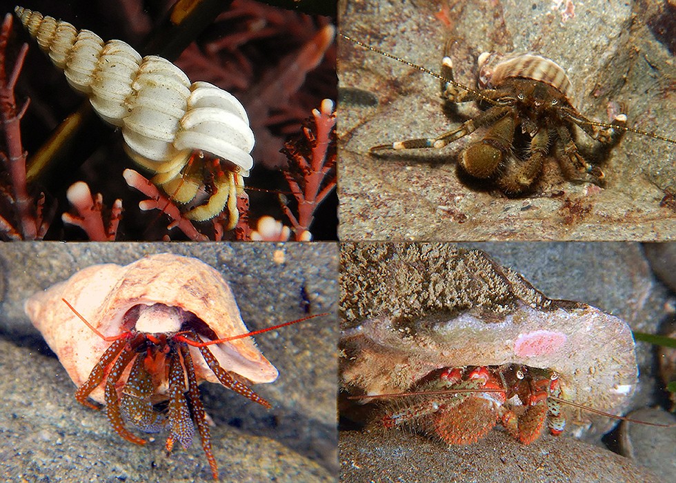 Various hermit crabs. - PHOTO BY MIKE KELLY.