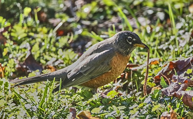 Robins hunt worms by listening: finding their prey by listening for the sounds of them tunneling through the dirt. - PHOTO BY ANTHONY WESTKAMPER