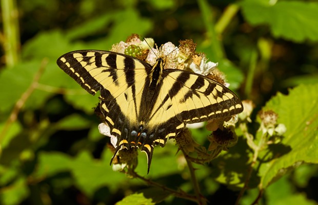 Western tiger swallowtail. - PHOTO BY ANTHONY WESTKAMPER