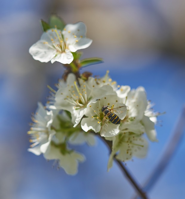 Hover fly dines at green gage plum blossoms. - PHOTO BY ANTHONY WESTKAMPER