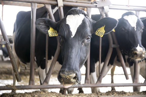New Hope Dairy in Galt and other dairies across California are facing a milk surplus because the coronavirus has closed restaurants and schools, disrupting the supply chain. - ANNE WERNIKOFF FOR CALMATTERS