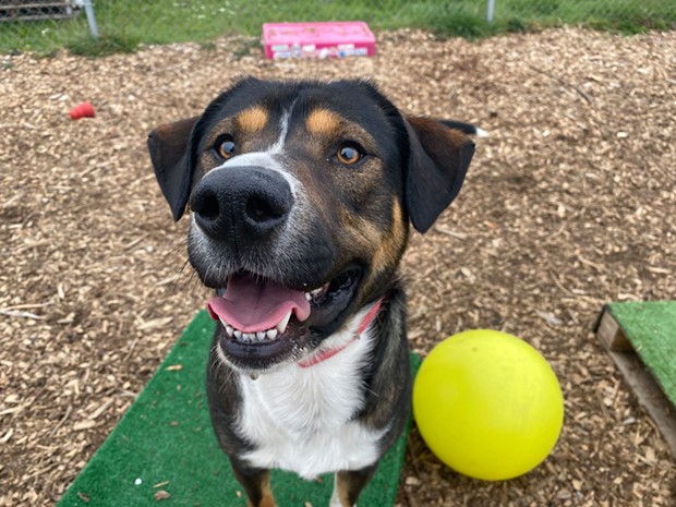 Duke is 2 years old and loves tennis balls and being pet. He's one of many animals looking for a forever home. - HUMBOLDT COUNTY ANIMAL SHELTER