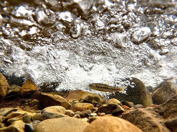 Steelhead fry in the Eel River. - ROWDY KELLEY/HUMBOLDT GEOGRAPHIC