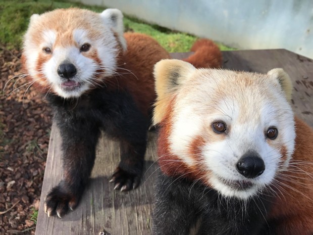 The Red pandas have surprises in store for people on Aug. 8 during the virtual broadcast. - SEQUOIA PARK ZOO FOUNDATION.