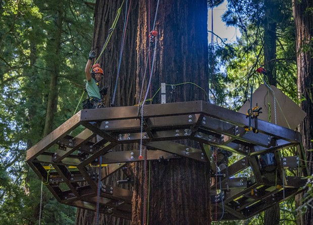 One of the Synergo aerial construction employees paused to wave at walkers on the trail below while installing one of  several Redwood Sky Walk platforms that encircle redwood trees. - PHOTO BY MARK LARSON