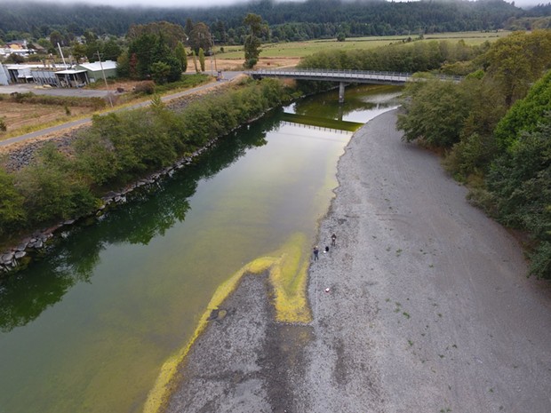 Cyanobacteria, also known as blue-green algae, was confirmed in samples taken by Blue Lake Rancheria scientists. Cyanobacteria is considered harmful to people and pets and should be avoided. - PHOTOS SUBMITTED BY BLUE LAKE RANCHERIA.