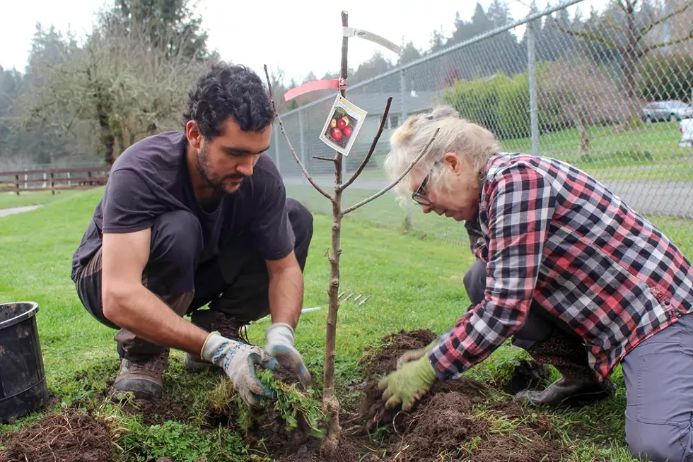 Volunteers with Cooperation Humboldt plant fruit trees in Eureka as a part of a program to plant dozens of fruit trees throughout the city. - SUBMITTED
