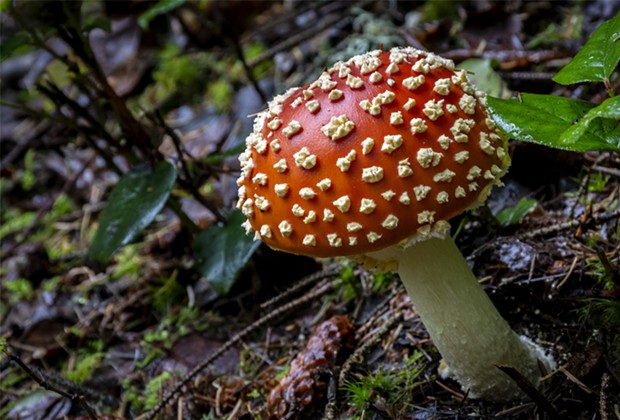 December – Amanita muscaria mushroom in Patrick's Point State Park. - PHOTO BY MARK LARSON