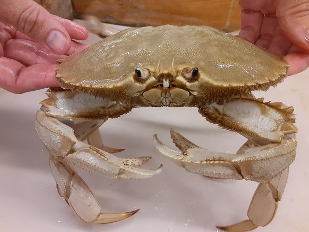 "Butters," a rare albino crab, has a new home at the HSU Marine Lab. - GRANT EBERLE/HSU MARINE LAB
