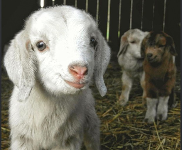Farm Friends Winner "Baby Goats""Hi... are you my mama?" - BY DAVE GRANT