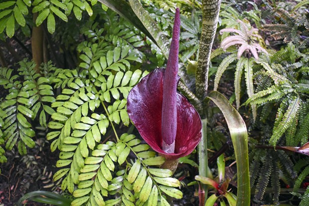 Amorphophallus konjac, the “corpse flower." - PHOTO COURTESY HUMBOLDT STATE UNIVERSITY.