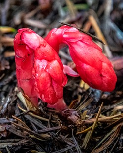 An unusual snowplant found along the top of the Hope Creek trail. - PHOTO BY MARK LARSON
