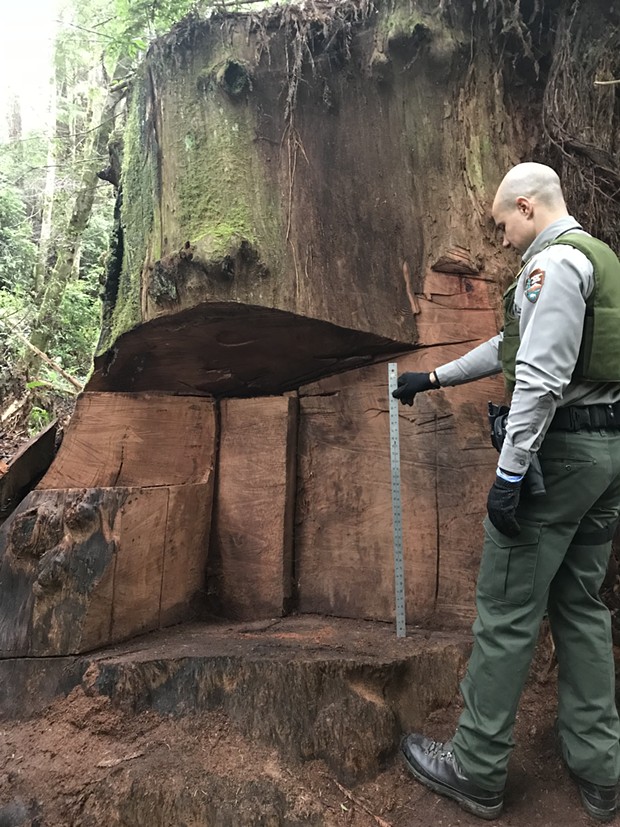 A ranger measuring the damage to the redwood trunk in the case. - NPS
