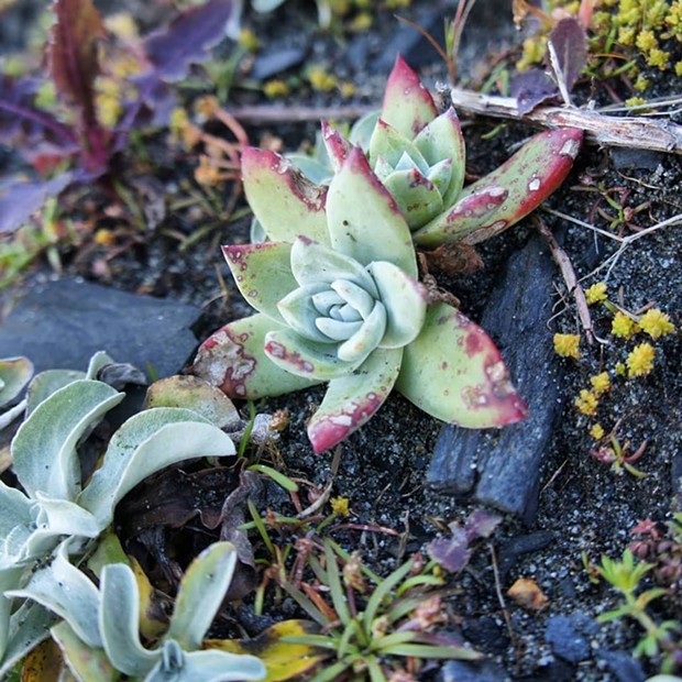 One of the pilfered succulents replanted in Humboldt County. - CALIFORNIA STATE PARKS