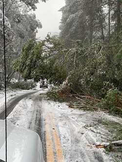 A scene of downed trees on State Route 299 Monday. - CALTRANS