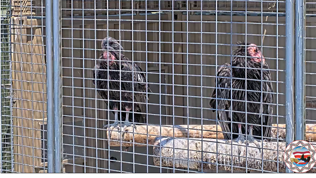 A1, left, sits with mentor bird No. 746 today, seemingly not interest in making his out-of-enclosure debut. - SCREENSHOT YUROK CONDOR LIVE FEED