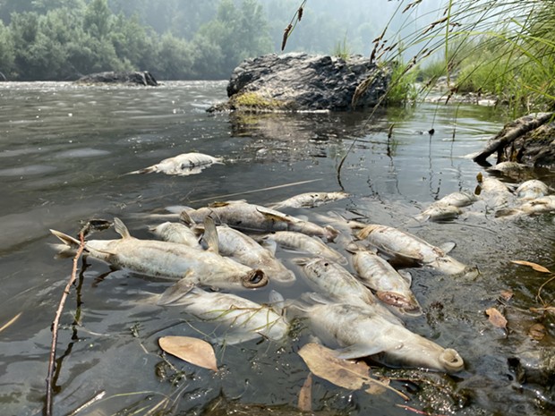 Karuk Tribal biologists believe a debris slide from the McKinney Fire turned a portion of the Klamath River into sludge, killing thousands of fish. - KARUK TRIBE