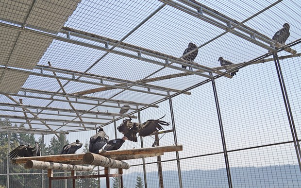 Members of the first cohort sit on top of the enclosure with the new cohort  and mentor bird No. 746 inside. - COURTESY OF THE YUROK TRIBE
