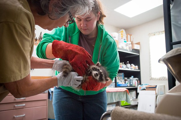 Baby raccoons being cared for at the Humboldt Wildlife Care Center in 2017. - FILE