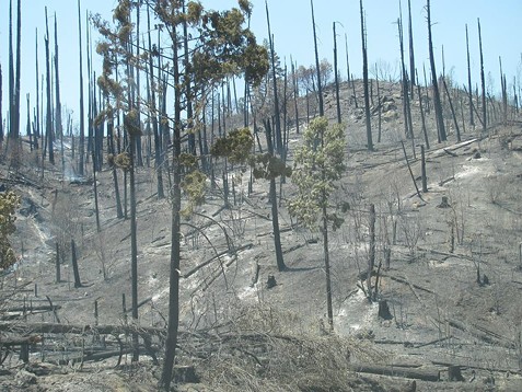Damage from the Saddle Fire. - SUBMITTED
