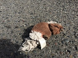 You see a lot of roadkill when biking around. This poor guy. - JENNIFER SAVAGE
