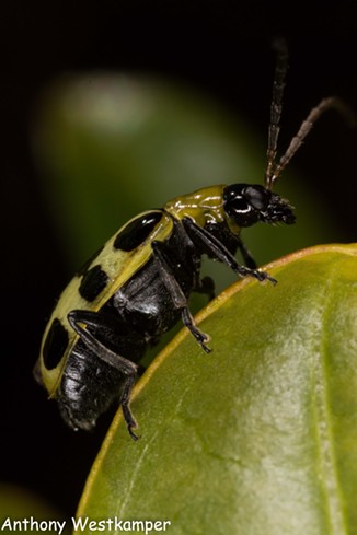 The spotted cucumber beetle is a well known agricultural scourge. - ANTHONY WESTKAMPER