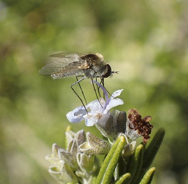 The geron fly does some pollinating. - ANTHONY WESTKAMPER