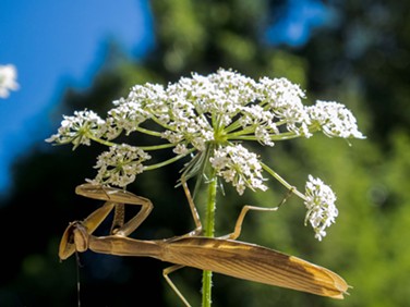A tan mantis on Queen Anne's lace.