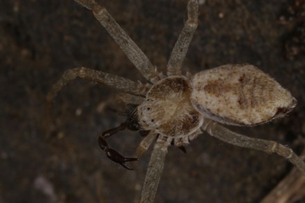 Despite missing three legs, this running crab spider  managed to subdue a psueudo scorpion. - ANTHONY WESTKAMPER