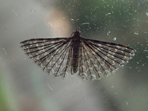 Twenty-plume moth spreads its fan-like wings. - ANTHONY WESTKAMPER