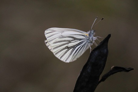A margined white butterfly. - ANTHONY WESTKAMPER