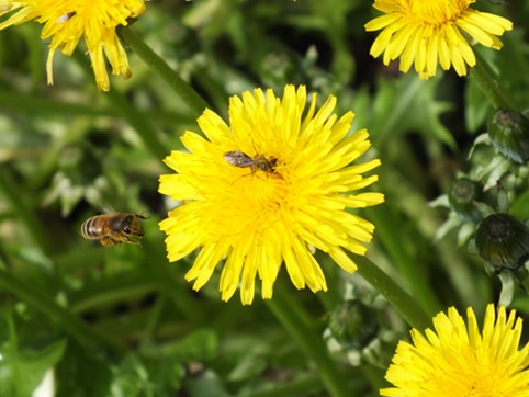 A honeybee moves in to bully a smaller bee off the dandelion. It failed and moved on.