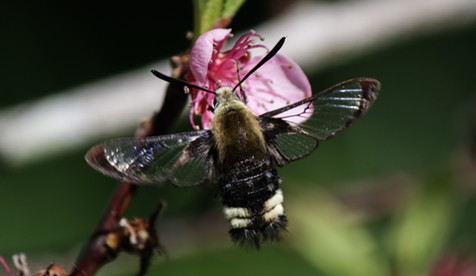 The bumble bee moth flutters to a peach blossom. - ANTHONY WESTKAMPER