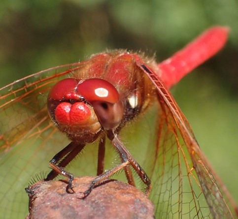 My eyes are up here. Cardinal meadowhawk (Sympetrum illotum) showing upper and lower differences in its eye structure. - ANTHONY WESTKAMPER