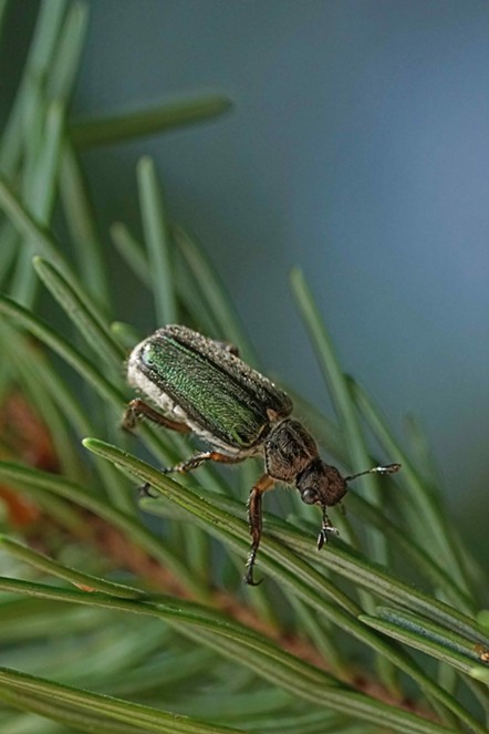 A fir-munching scarab beetle. - ANTHONY WESTKAMPER