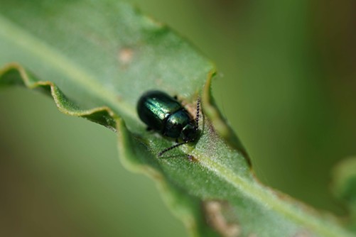 The gorgeous green dock beetle (Gastrophysa cyanea).