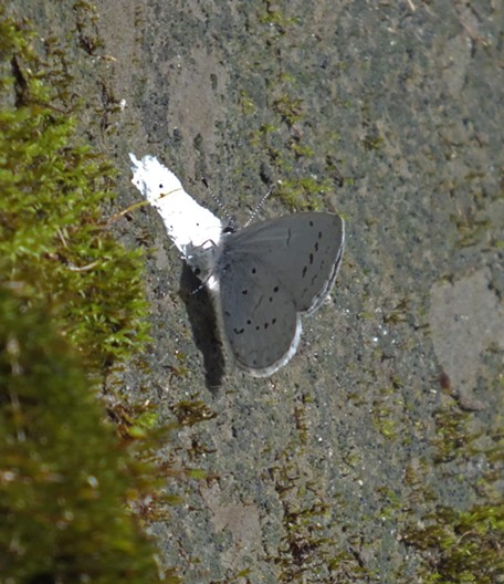 Echo Blue (Celastrina ladon echo) on bird poop. (Do you really want it to land on your finger now?) - ANTHONY WESTKAMPER