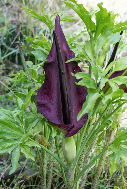 The dark and mysterious Voodoo lily. - ANTHONY WESTKAMPER