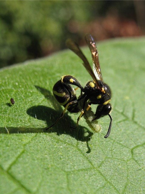 Potter wasp finishing up processing another larvae, note; caterpillar's fecal pellet an inch away. - ANTHONY WESTKAMPER