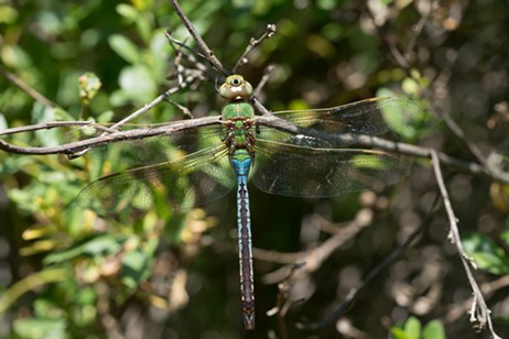 A common green darner at the Arcata Marsh.