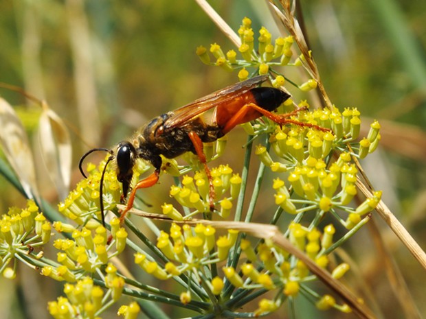 A Great Golden Sand Digger wasp on Wild Anise. - ANTHONY WESTKAMPER