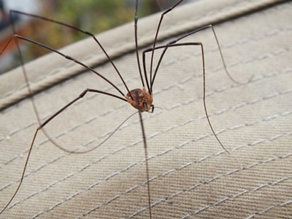 A daddy long legs (Opaline) on the photographer's hat brim, cleaning its, well, long leg. - ANTHONY WESTKAMPER