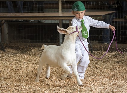 Justin Noga, of Arcata and the Arcata Bottoms 4-H Club, led his Boer goat, Thrasher, in the entry-level age group in the showmanship competition. - MARK LARSON