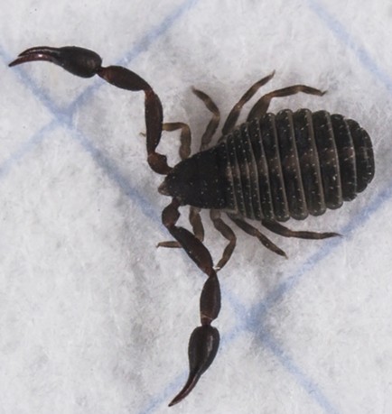 Pseudoscorpion on 1/8-inch ruled graph paper. - ANTHONY WESTKAMPER