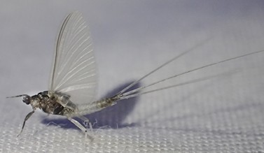 A mayfly (the real McCoy). - ANTHONY WESTKAMPER