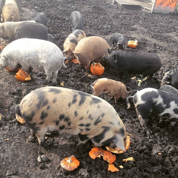 Piggies at Tule Fog Farm chowing down on Jack O'Lanterns. - FACEBOOK