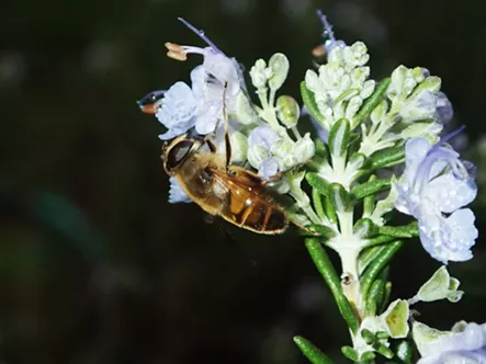 A drone fly, not a honeybee. - ANTHONY WESTKAMPER