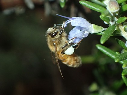 Honeybee with corbicula on its hind legs half full of pollen. Note pollen grains on bee's head as well. - ANTHONY WESTKAMPER