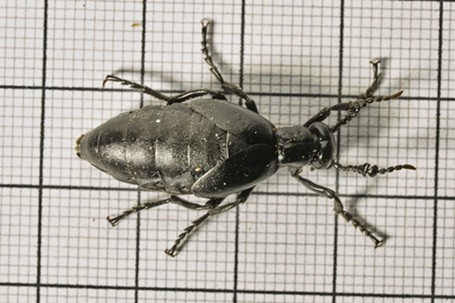 Blister beetle on a centimeter/millimeter grid. - ANTHONY WESTKAMPER