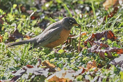 A robin taking a worm in my front yard. - ANTHONY WESTKAMPER